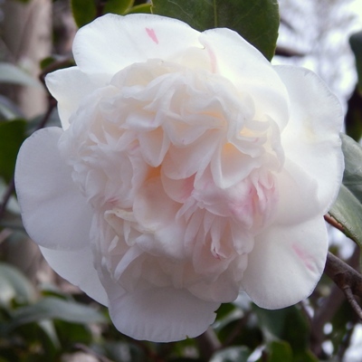 White Peony